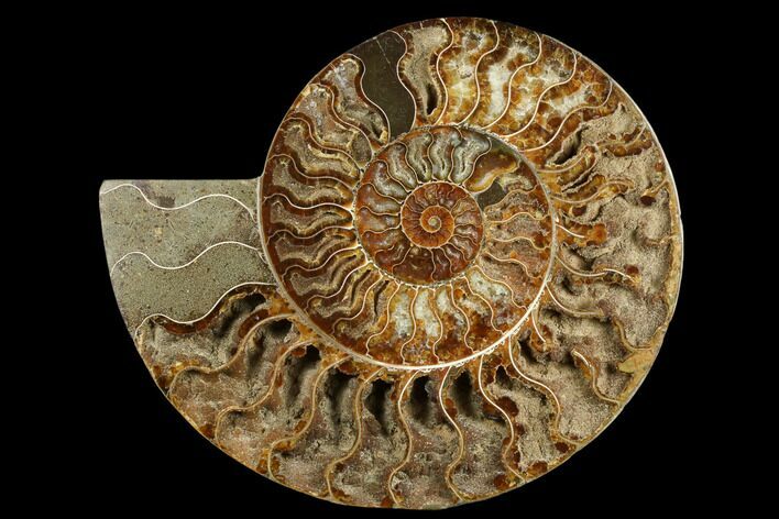 Cut & Polished Ammonite Fossil (Half) - Crystal Filled #184255